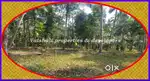 30 cents @ 1.5 Lacs/cent for Sale in near Periyangad, Kurikyathur