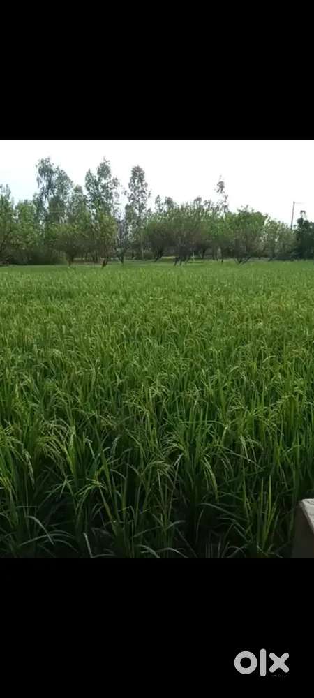 For sell 8,50,000/ bigah