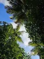 6 acres of coconut farm for sale