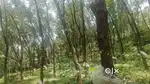 1 accer rubber land for sale