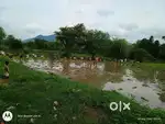 Agricultural Land