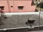 Car Parking Space for Rent