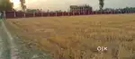 38 Biswa  Land For Sale – Just Next to CBSE School – Barauna, Azamgarh