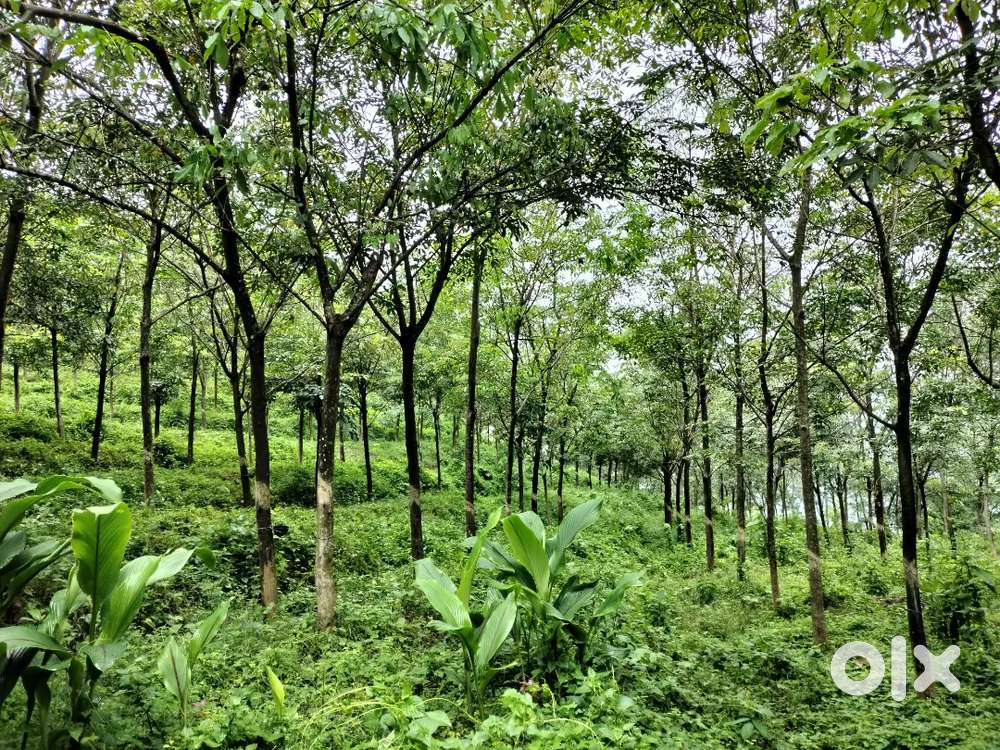 10 acre Rubber plantation