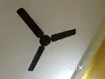 Fan orient company