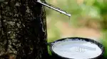 Natural Latex Gum