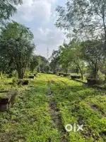 Ready Farmhouse with bunglow and tree plantation all over plot