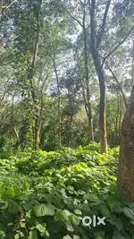 Peyad puliyarkonam 1.75 Acers  for sale