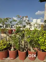 Desert rose