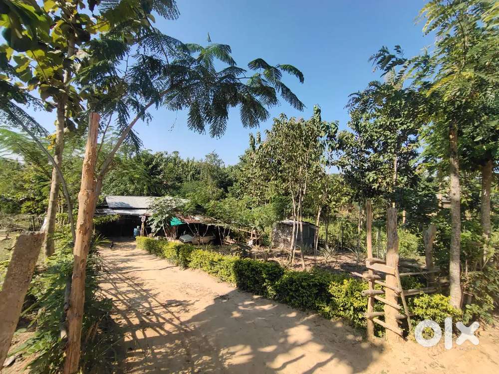 Land for sale with kacha house in Borlengri .