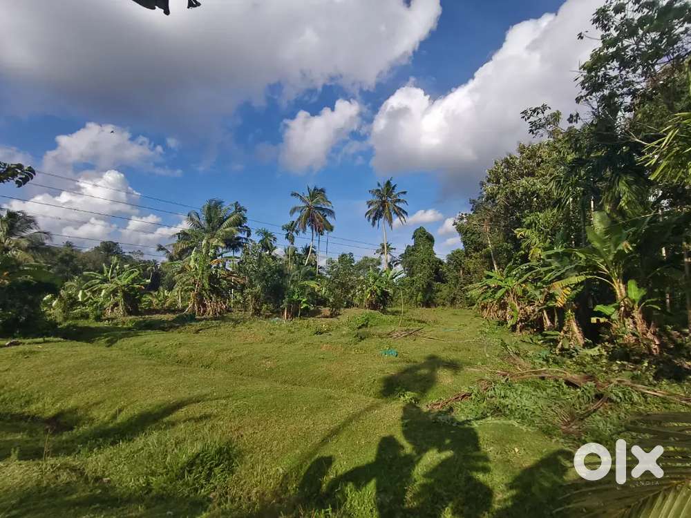 60 cent land for urgent sale (വഴി ഉൾപ്പെടുന്നത് )