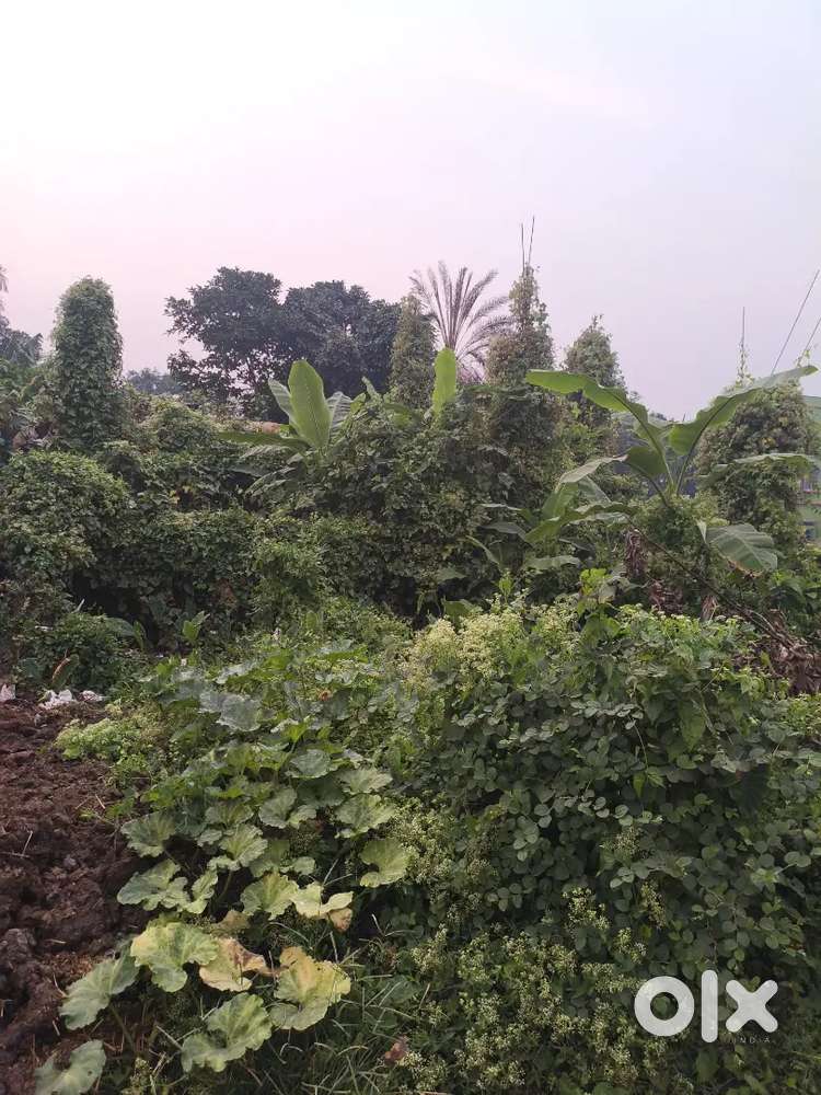 Beautiful house in land  4.5 katha