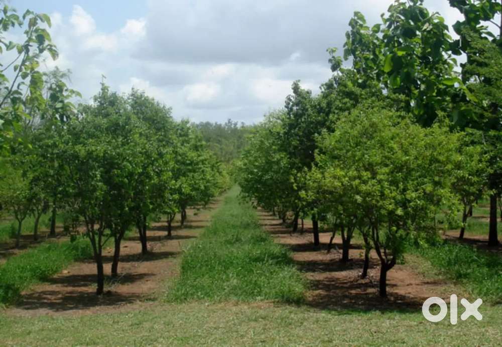 Small Investment → Big Returns! Premium Farm Plots Near Vizag