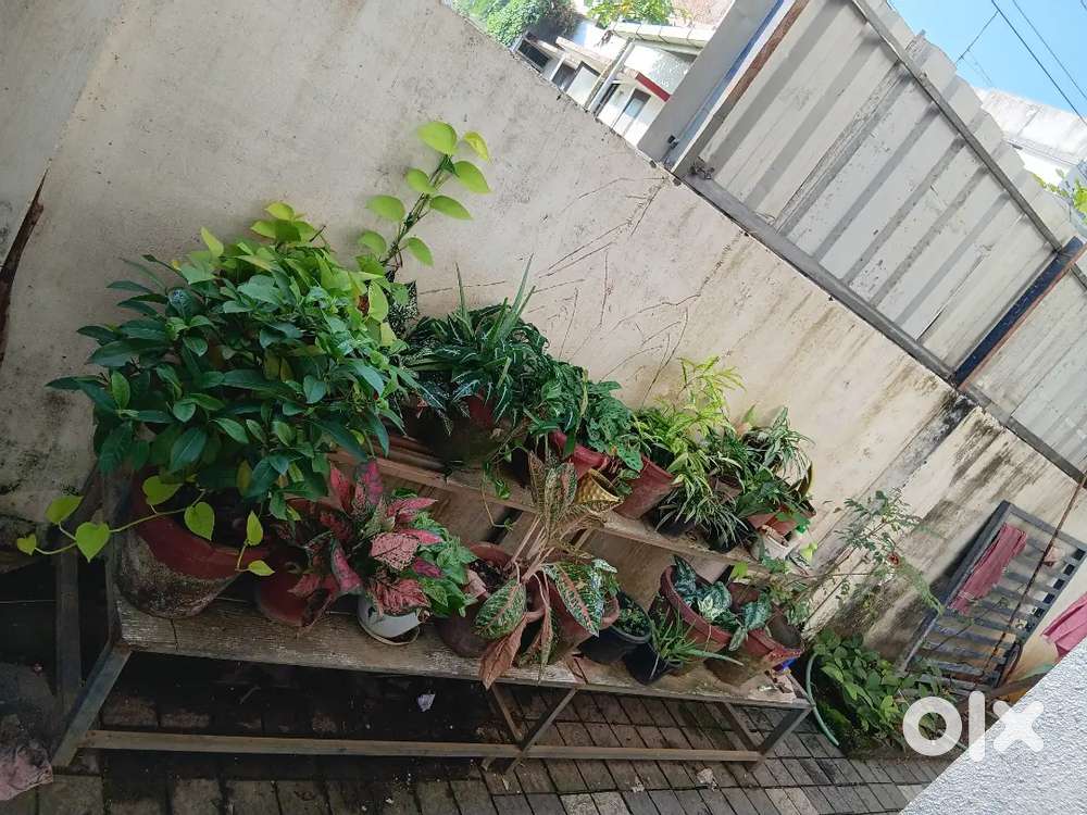 Plant stand with plants