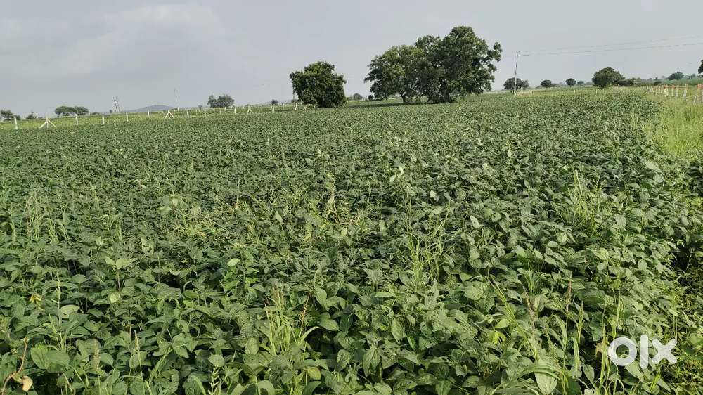 3 बीघा फायदे का सौदा 25 लाख रुपए बीघा