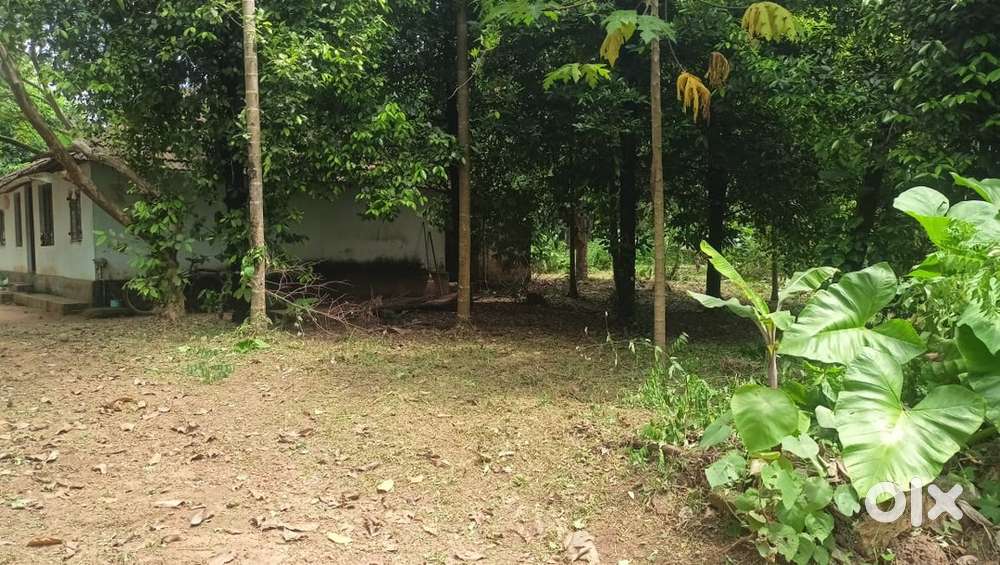 ചെമ്പുചിറയിൽ 40 സെന്റ് ഭൂമിയും പഴയ ഓടിട്ട വീടും വിൽപ്പനയ്ക്ക്