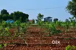 Clear-Title Farmland  Aroma Sandalo  Stress-Free Ownership