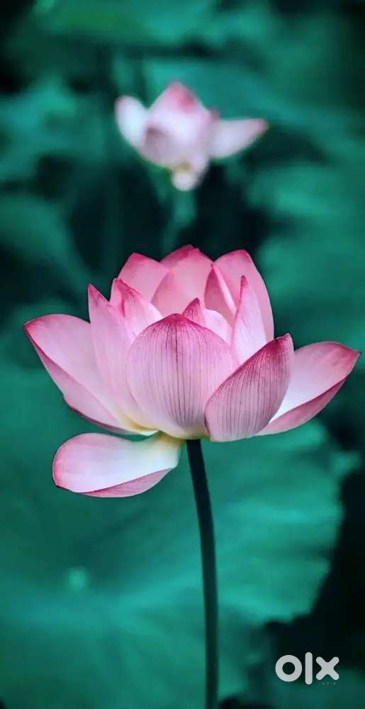 I wanted business partner in  courier office