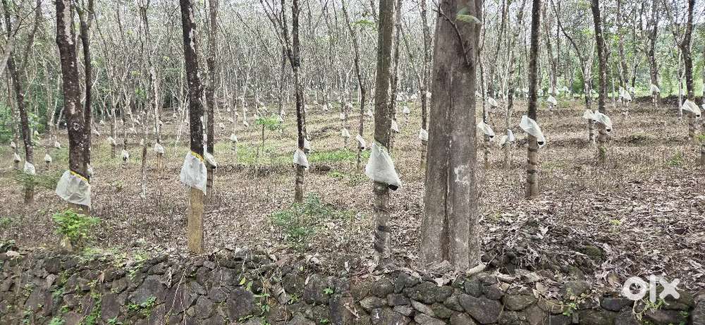 Ranni Mannamaruthi chethekal 3 Acre rubber thottam for sale.
