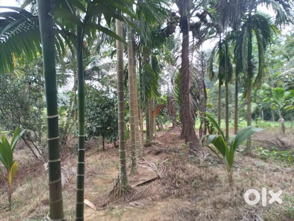 Land for sale 50000 per cent