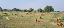 SouthEast Corner Plots near hotel Vivera close to highway