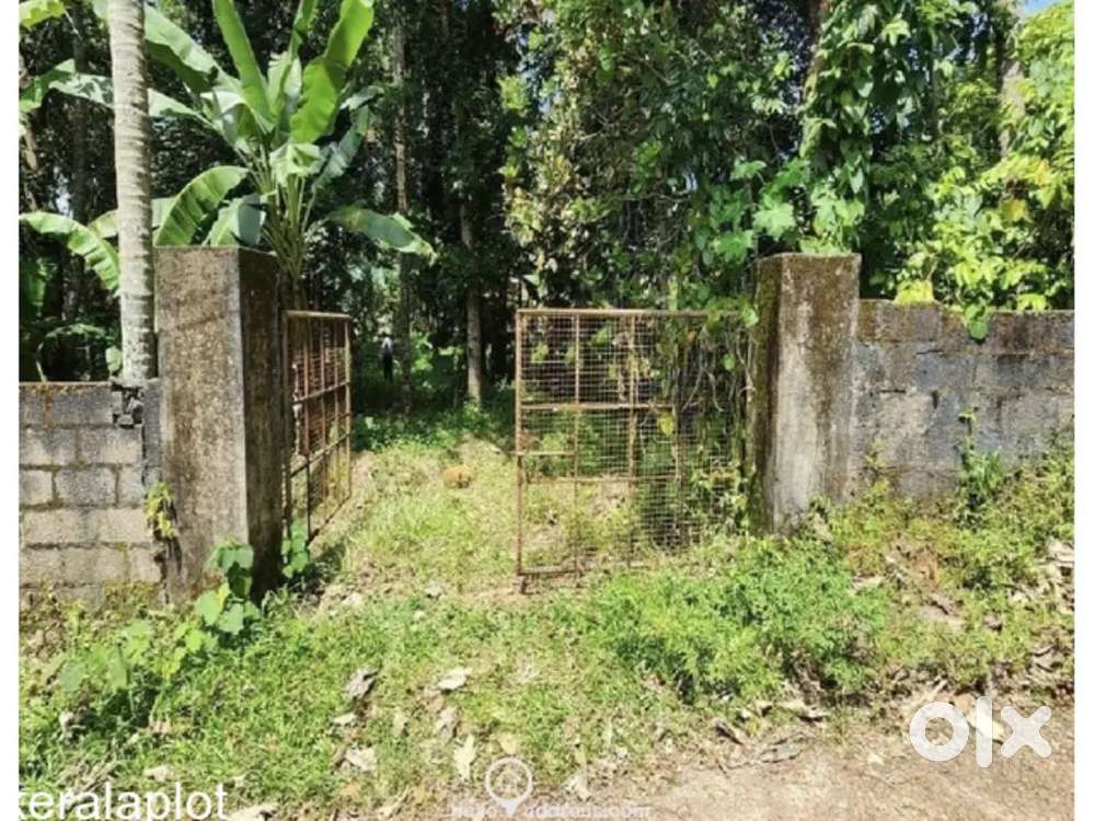 40.25 cent land For Sale at Chenganassery,ithithanam