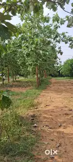 Pollution free plots