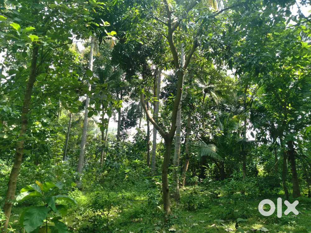 Thoppu sals coconut tree