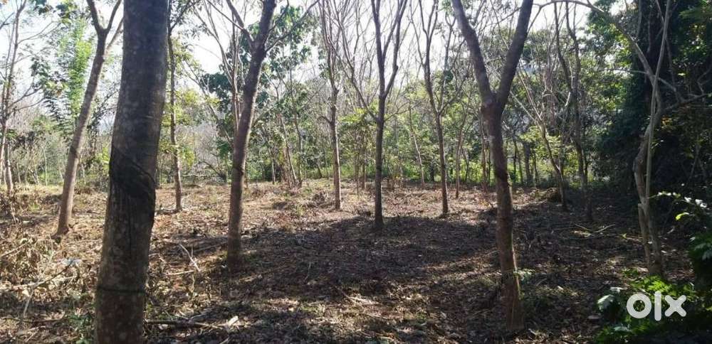 1 Acre 10 Cent Land for Sale – Mathamangalam, Kannur, Olayambadi