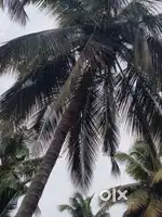 Aliyar dam nearly coconut farm sales