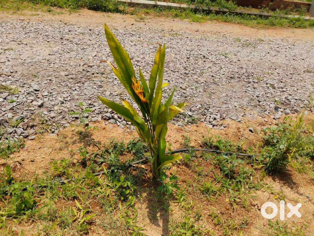 Fourth City Limits Venture – Plots Starting ₹1900/Syd