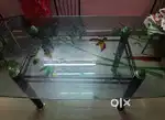 Glass dining table only