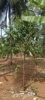AGRICULTURE LAND AT Gouribidanur highway with good land appreciation