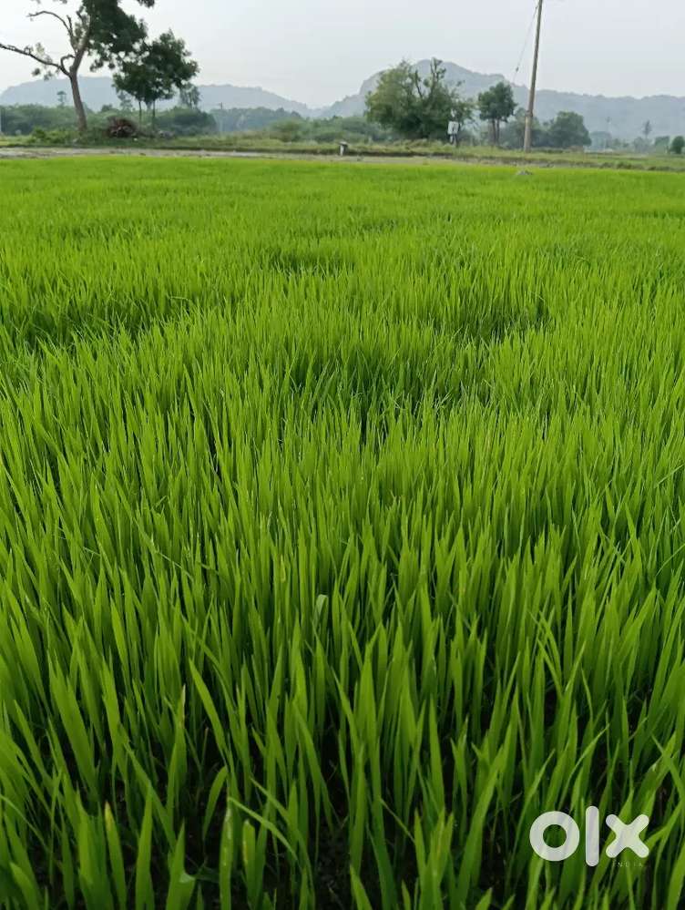 Sakthivel anaiyeri viluppuram distric.605 201