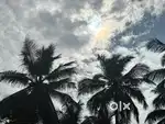 THOTTAM WITH COCONUT TREES
