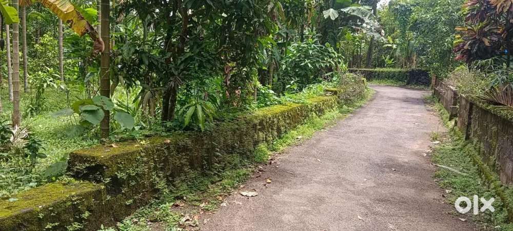 അങ്കമാലിയിൽ1,80,000 രൂപയ്ക്ക് 4 cent മുതൽഹൗസ് പ്ലോട്ടുകൾ വില്പനയ്ക്ക്