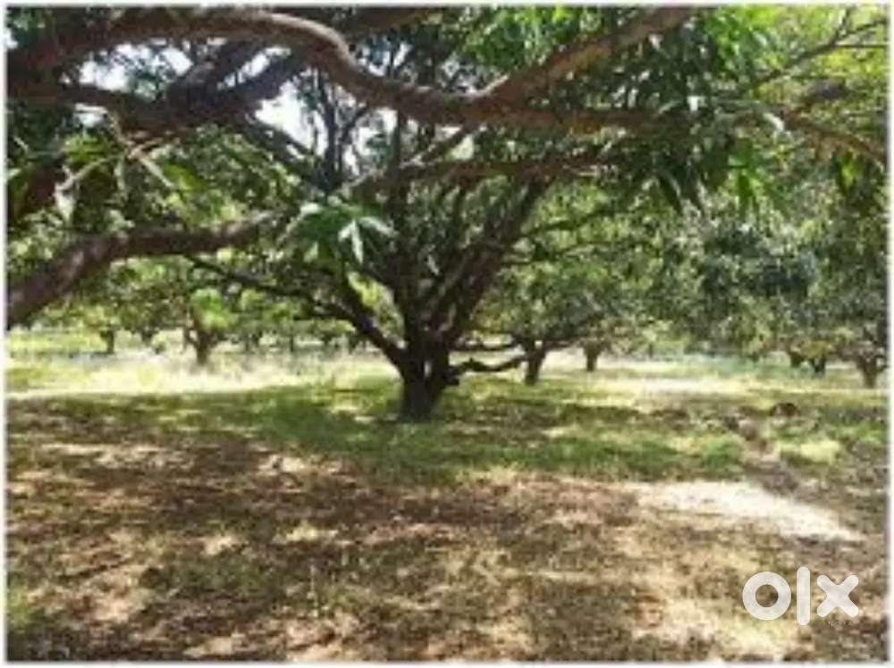 300 paid aam or jamun k