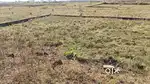 I want to sell my own plot in kendri