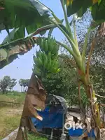 Agri Land for Farm House