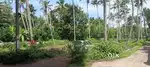 50 CENT LAND FOR SALE NEAR MUNDIKKAlTHAZHAM CALICUT