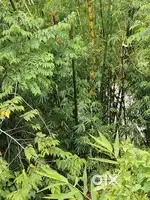 Bamboo (bash)
