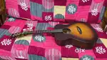 Tanglewood UK Acoustic Guitar 1 days old (fender ibanez yamaha cort