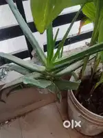 Aloe vera plants for sale @ Rs 150 per plant
