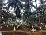 5:45 ಎಕರೆ ಭೂಮಿ ಸೇಲ್ ಗೆ ಇದೆ ಅಡಿಕೆ ತೆಂಗು ತ್ಯಾಗ ಪಸಲು ಬರುತ್ತಿದೆ