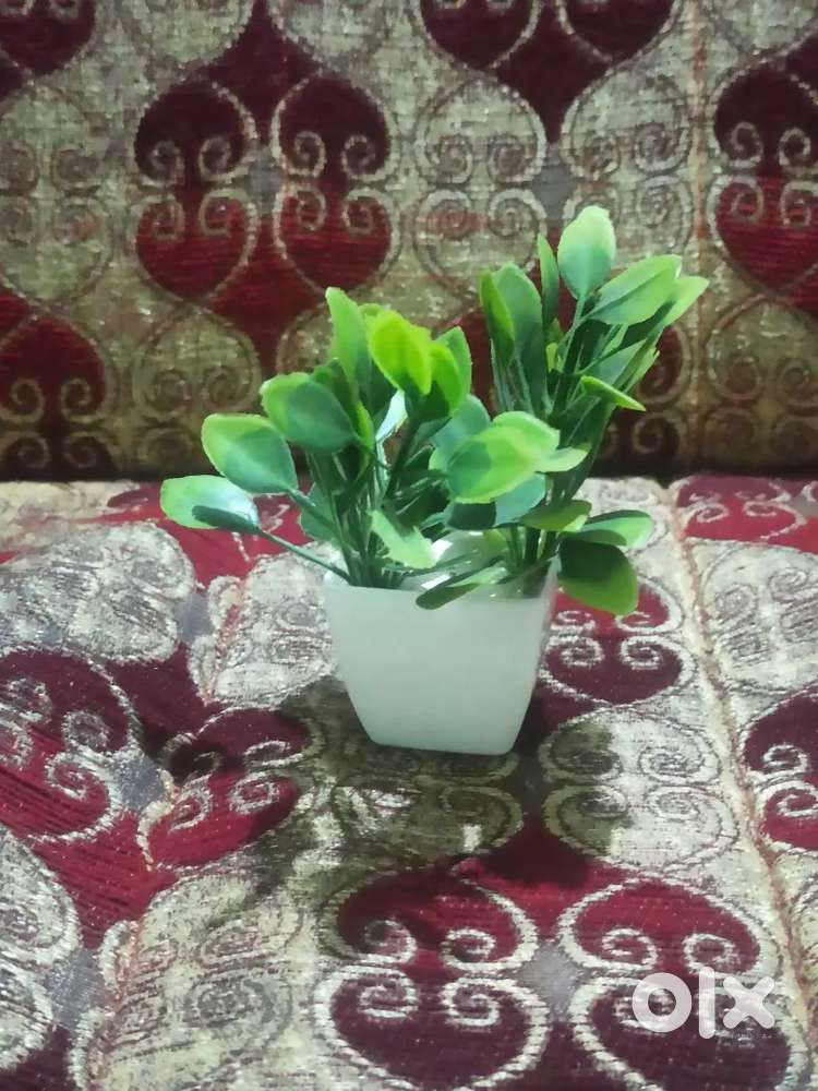 5 years warranty and very nice beautiful