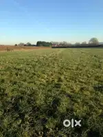 Good field