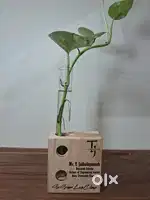 Wooden Test Tube Planter with Plants