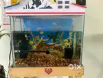 Fish tank medium size