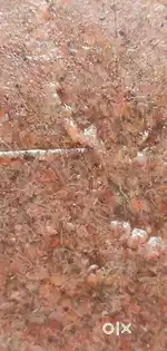 Frozen Artemia Blood worms