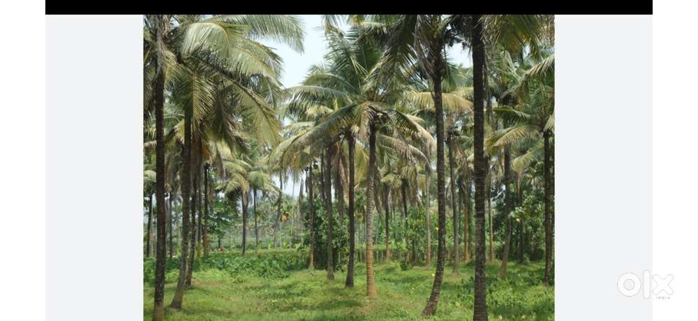 Land for Sale – 1 Acre 16 Cents with Coconut Farm & House